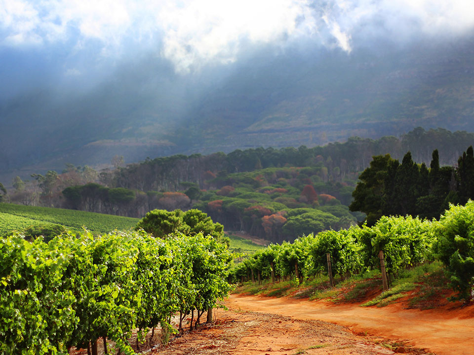 Eine Rundreise durch das traumhafte Weinland Südafrika